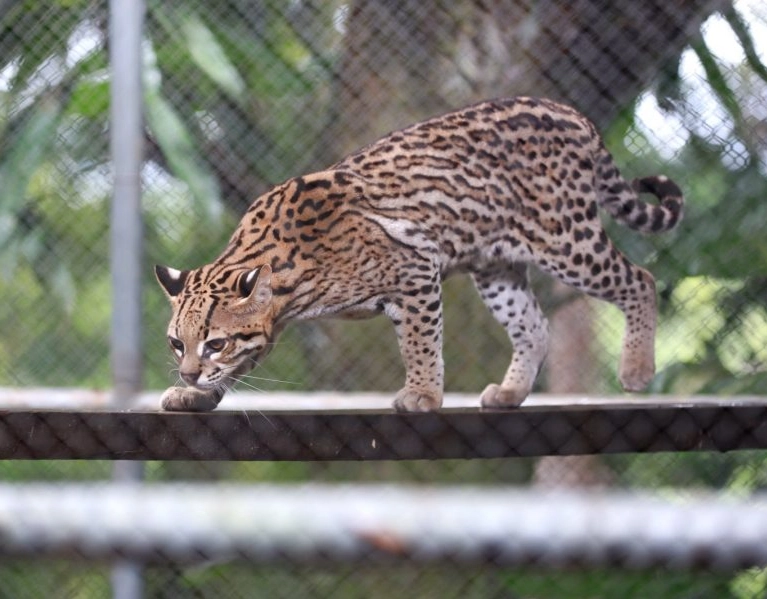 Cetas resgata mais de 3 mil animais silvestres na Bahia apenas no primeiro semestre