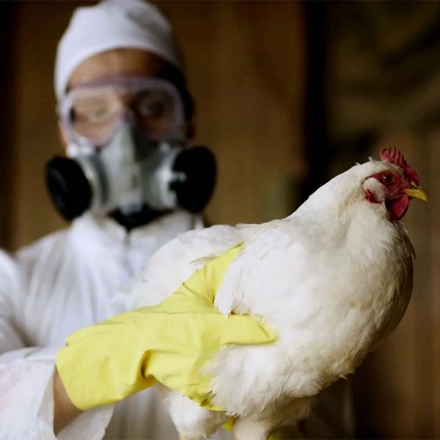 Governo da Bahia prorroga emergência para influenza aviária H5N1