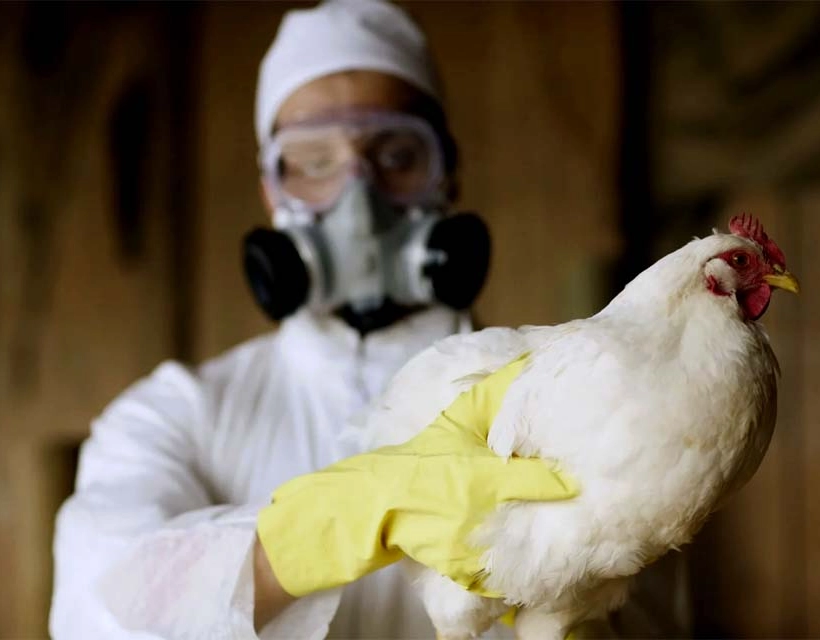 China suspende importação de carne de frango brasileira por 60 dias