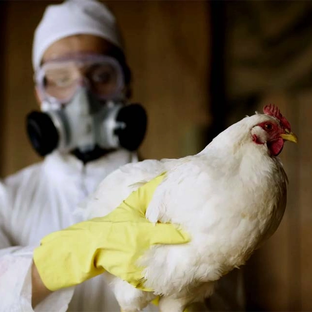 Gripe Aviária: Bahia amplia ações de prevenção e vigilância