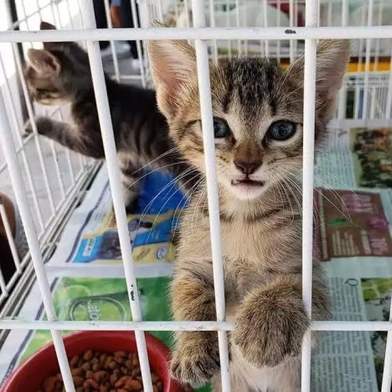 Feira de adoção de gatinhos e brechó serão promovidos no Parque da Cidade por ONG