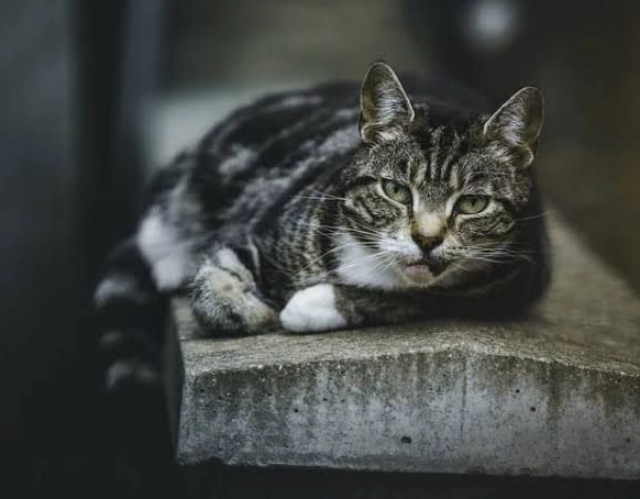 Denúncia de envenenamento de gatos em Salvador é investigada pelo MP