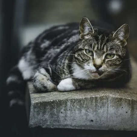 Denúncia de envenenamento de gatos em Salvador é investigada pelo MP
