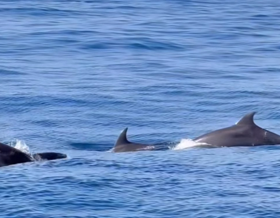 Golfinhos são avistados no mar de Salvador durante passeio de observação de baleias