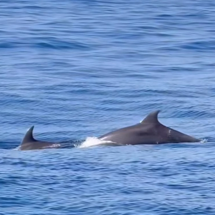 Golfinhos são avistados no mar de Salvador durante passeio de observação de baleias