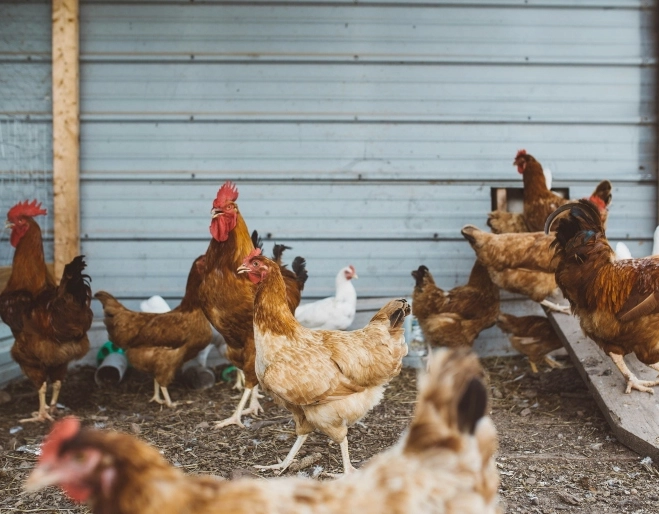 Argentina, China e União Europeia suspendem importação de frango do Brasil após caso de gripe aviária