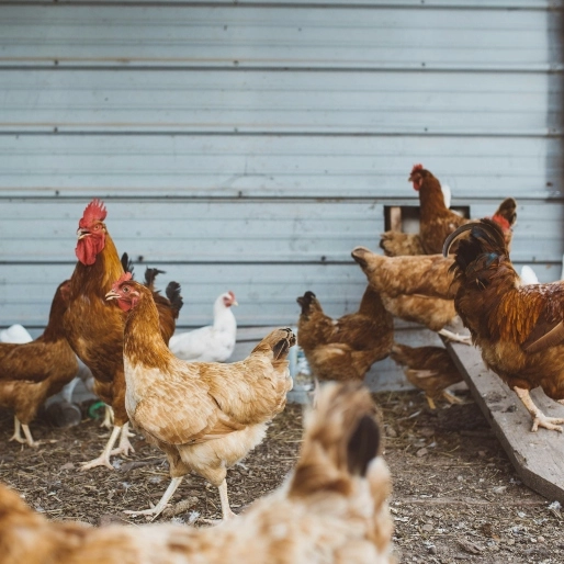 Argentina, China e União Europeia suspendem importação de frango do Brasil após caso de gripe aviária