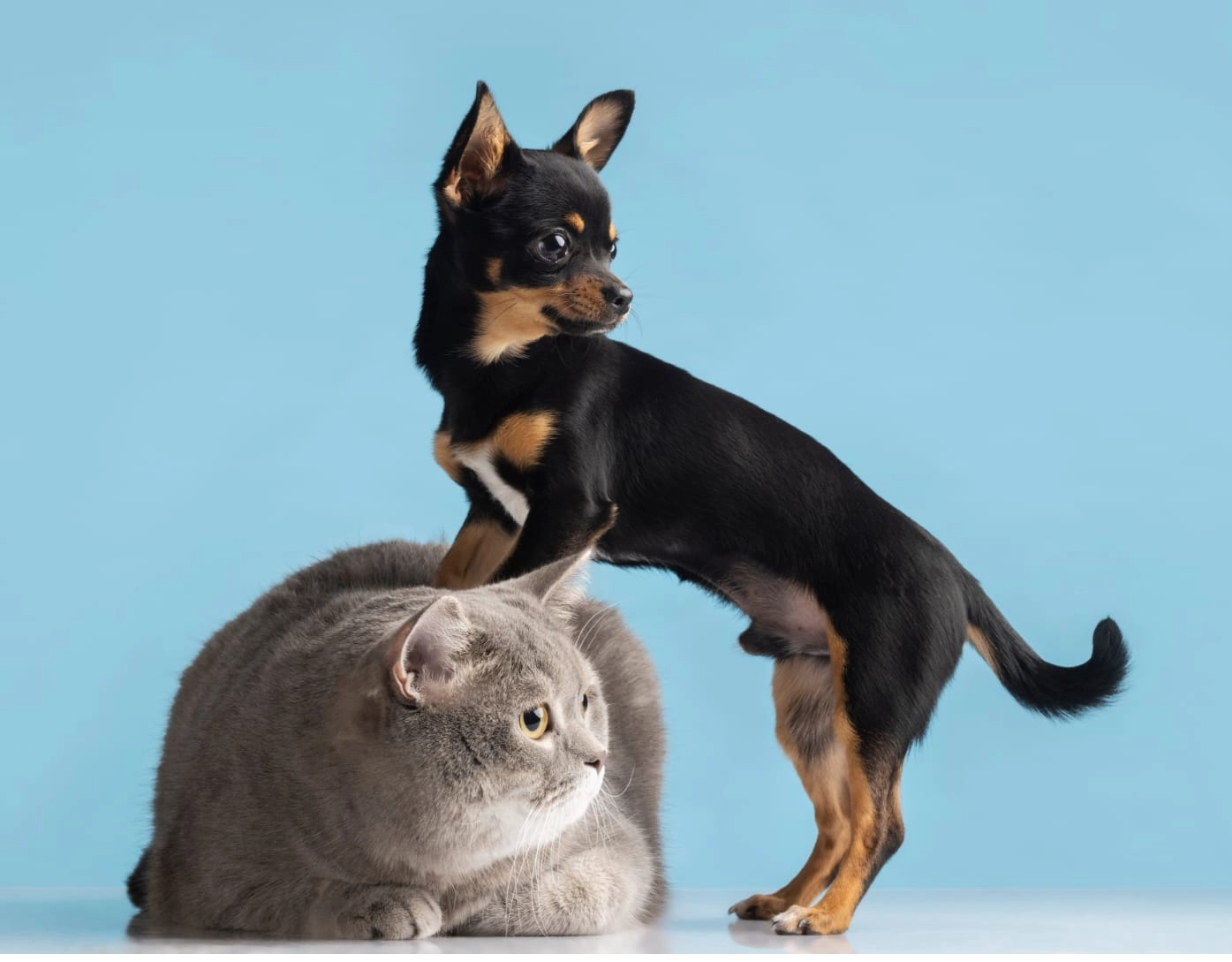 Nova lei proíbe tatuagens e piercings estéticos em cães e gatos no Brasil