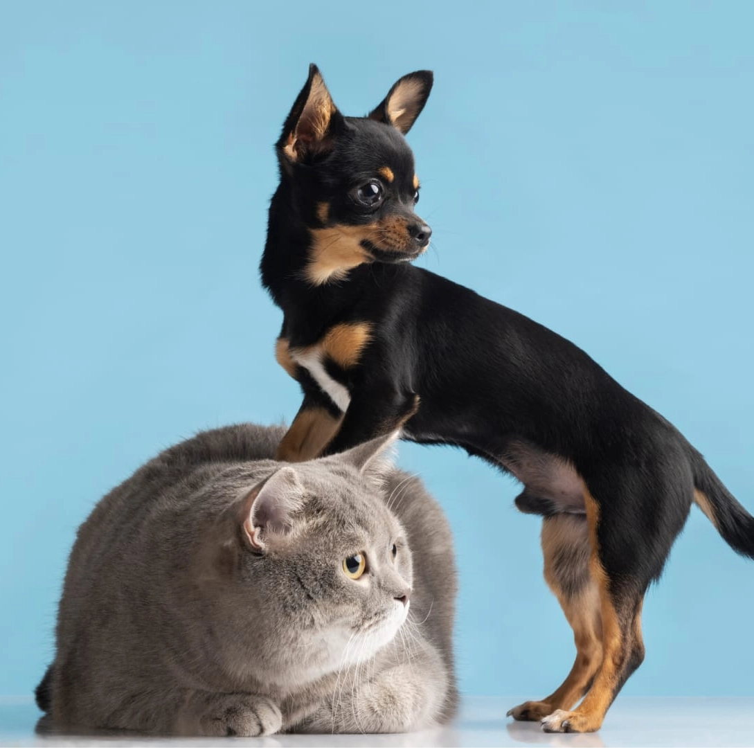 Nova lei proíbe tatuagens e piercings estéticos em cães e gatos no Brasil