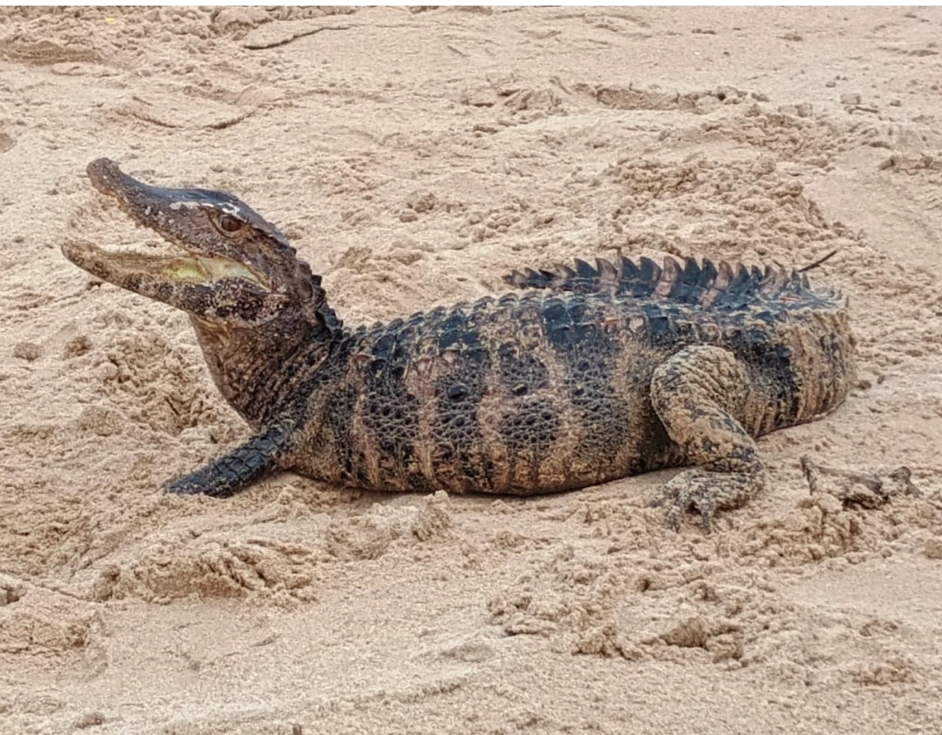 Jacaré é encontrado em praia de Salvador; veja