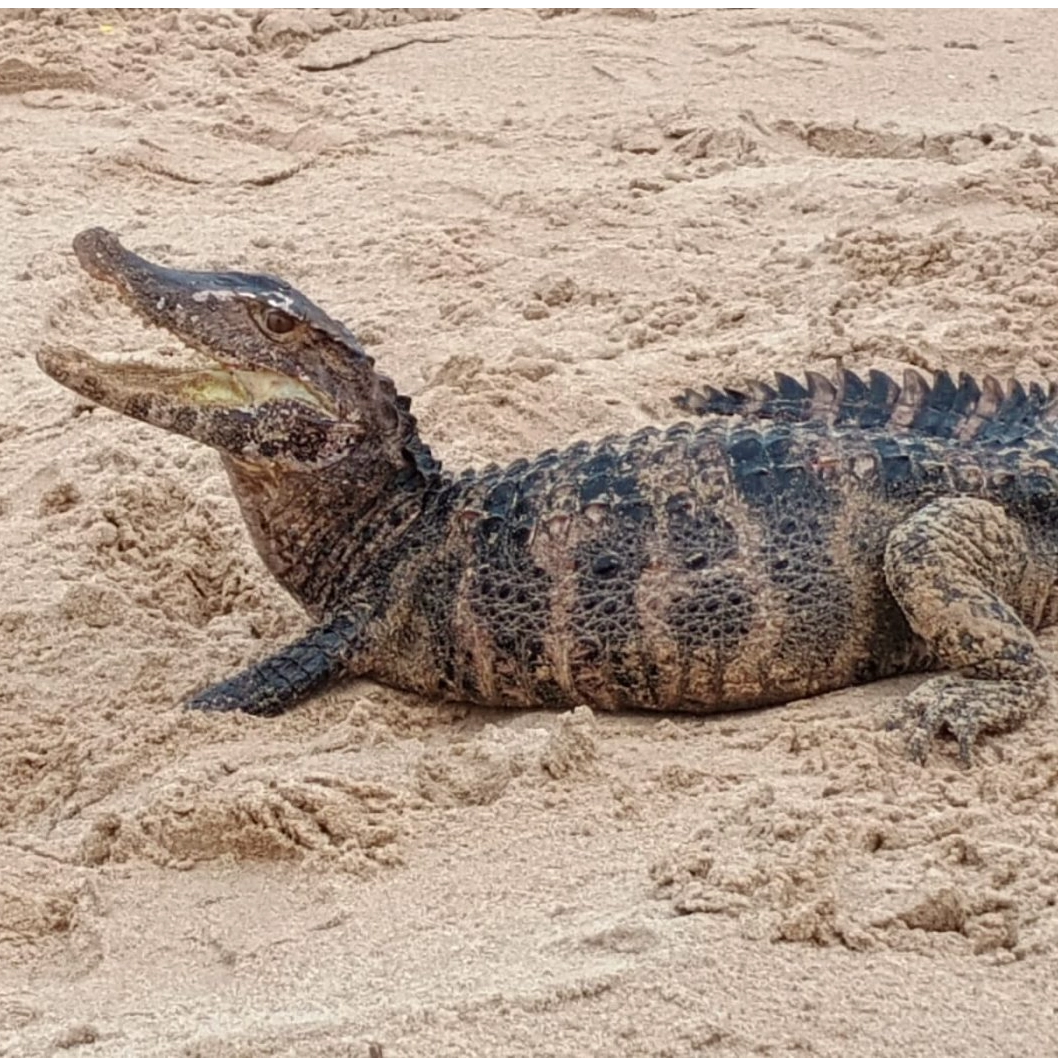 Jacaré é encontrado em praia de Salvador; veja