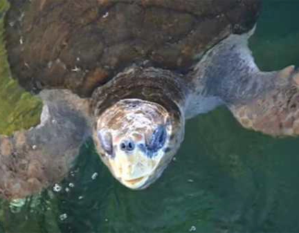 Cadê Jorge? Tartaruga baiana devolvida ao mar após passar 40 anos em cativeiro sumiu
