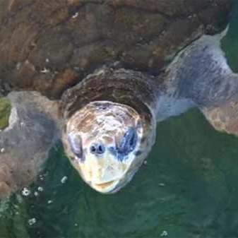 Cadê Jorge? Tartaruga baiana devolvida ao mar após passar 40 anos em cativeiro sumiu