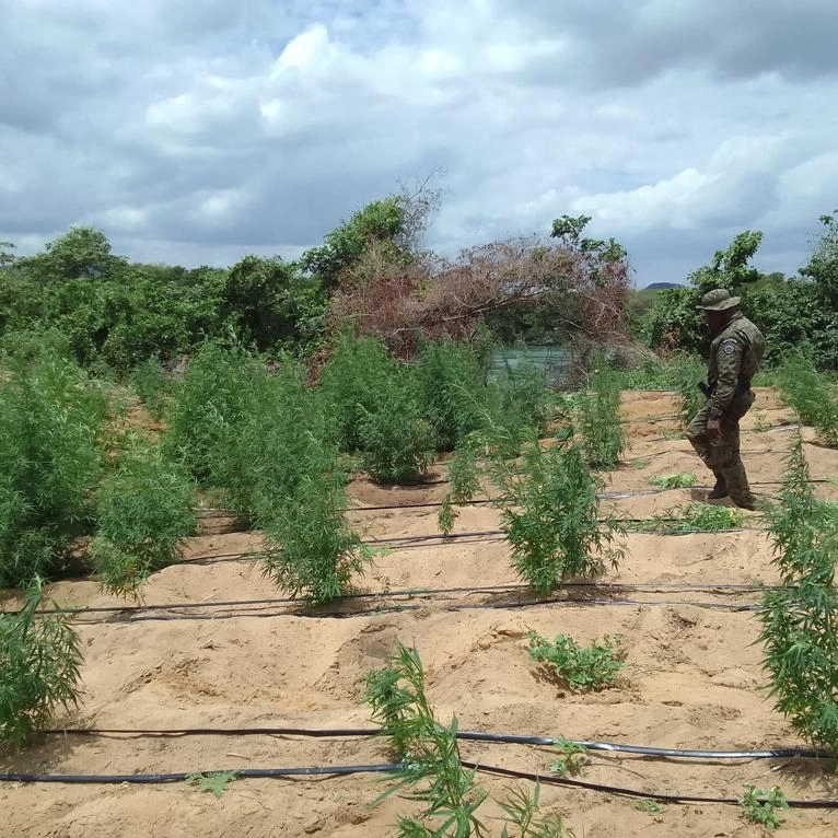 35 mil pés de maconha são incinerados em Curaçá, na Bahia