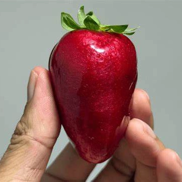 Febre do ´morango do amor' faz preço da bandeja disparar nas feiras