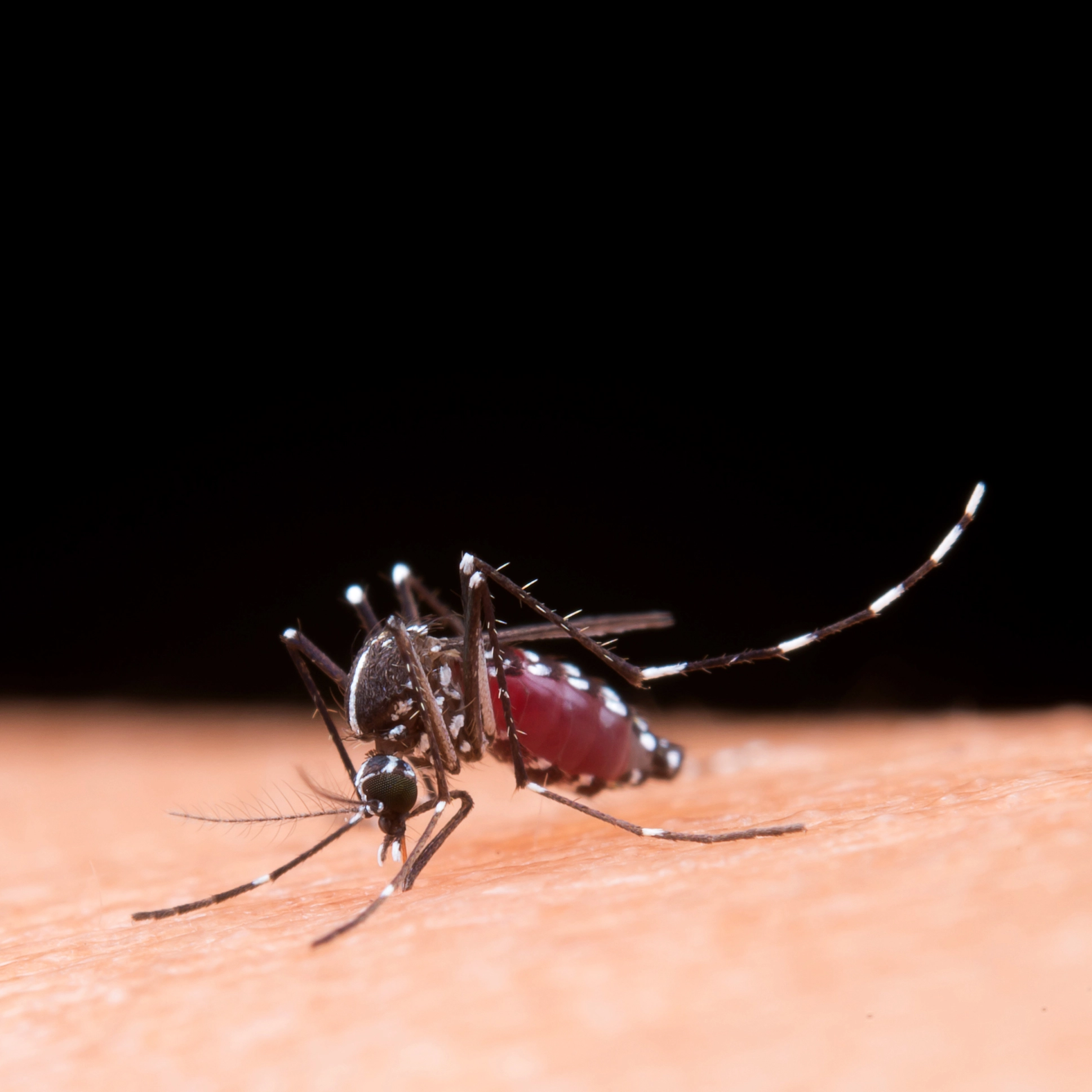 Surto de dengue pode ser o pior da história nas Américas, segundo Opas