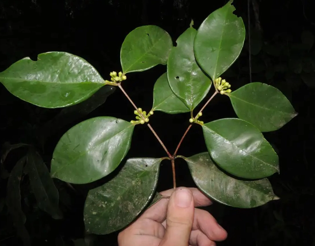 Pesquisadores do Jardim Botânico descobrem nova espécie de árvore frutífera