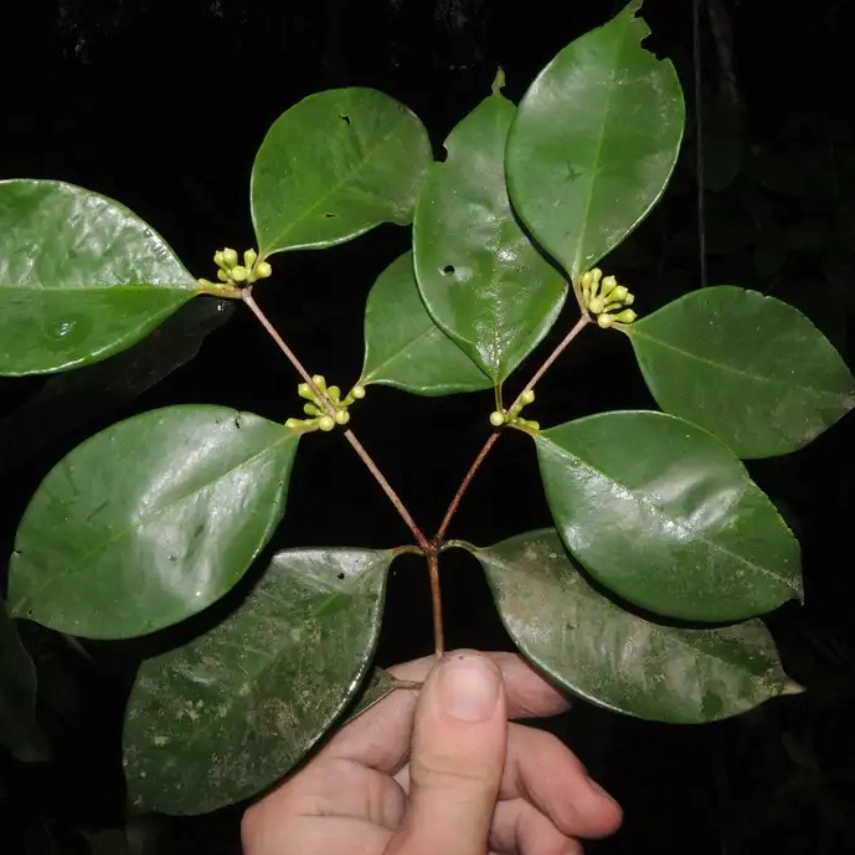 Pesquisadores do Jardim Botânico descobrem nova espécie de árvore frutífera