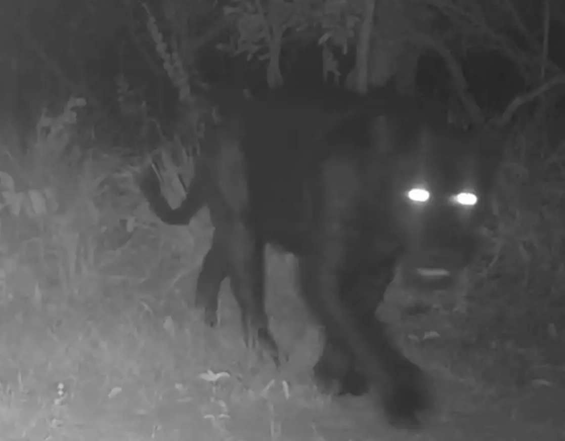 Onça-preta reaparece em área protegida de Goiás após 20 anos