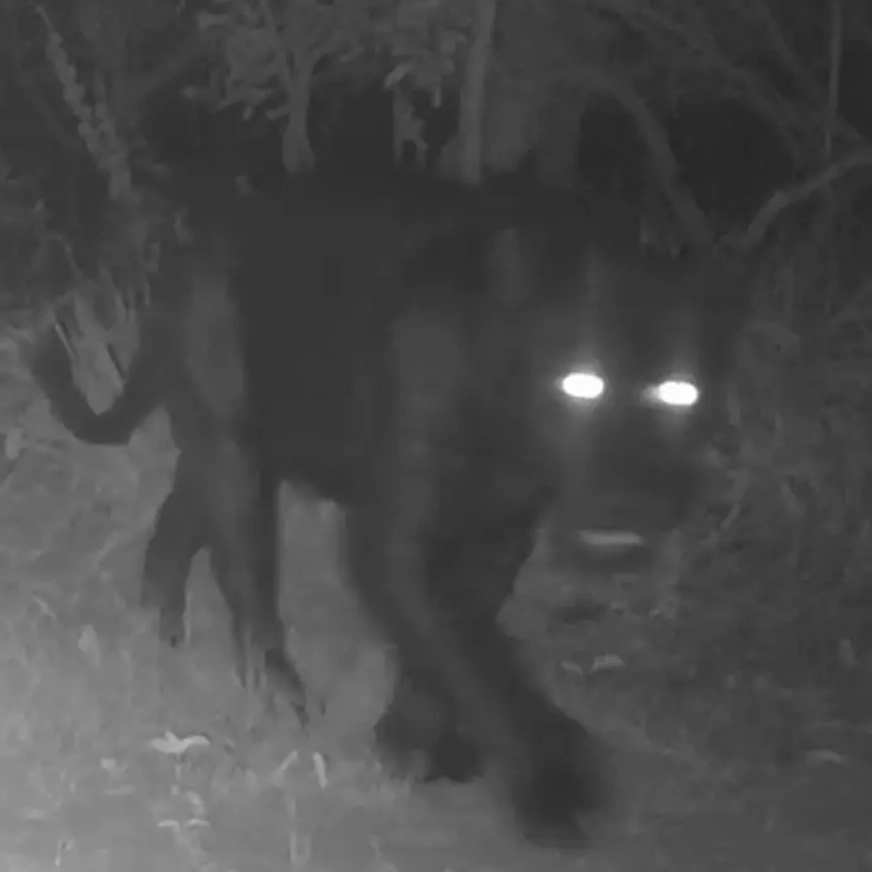 Onça-preta reaparece em área protegida de Goiás após 20 anos