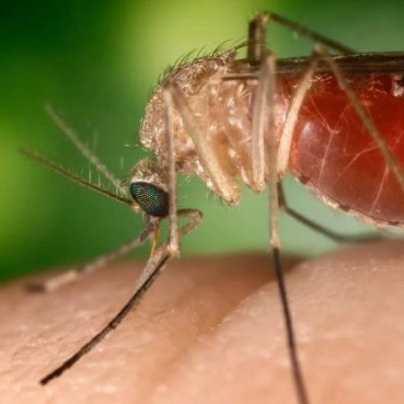 Bahia registra nove casos de Febre do Oropouche