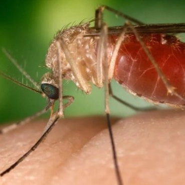 Mortes de Oropouche na Bahia são as primeiras do mundo