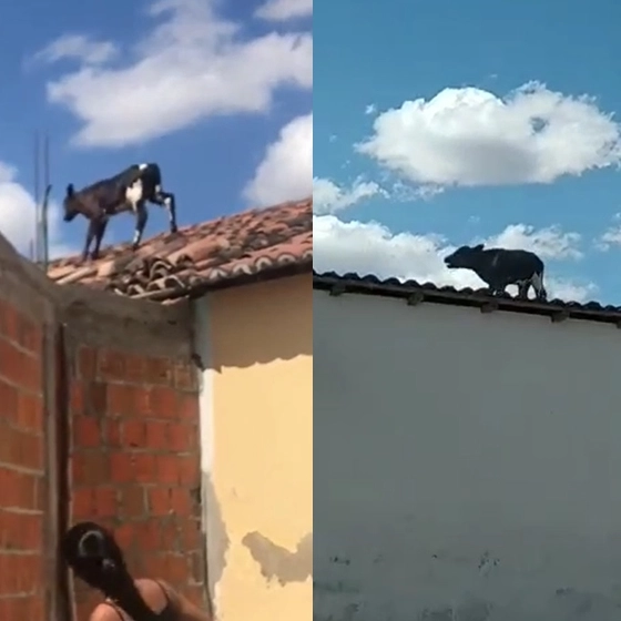 Bezerro sobe em telhados e moradores filmam situação inusitada na Bahia