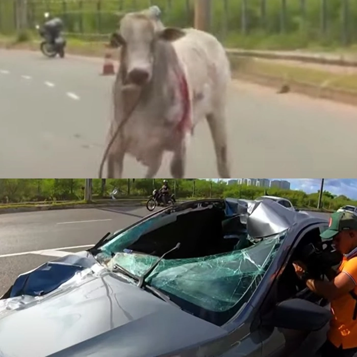 Carro colide com boi na Av. Orlando Gomes, em Salvador; animal fica ferido