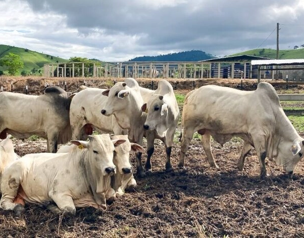 Pecuária baiana bate recorde em abate de bovinos e produção de ovos