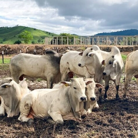 Pecuária baiana bate recorde em abate de bovinos e produção de ovos