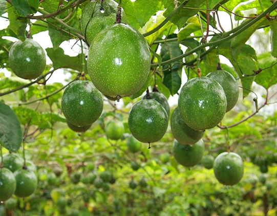 Bahia lidera produção nacional de maracujá