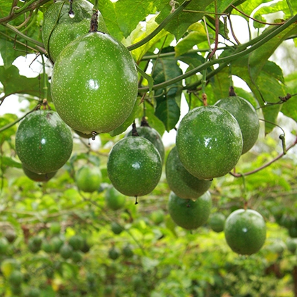 Bahia lidera produção nacional de maracujá