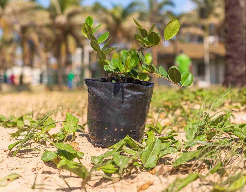 Salvador alcança nota máxima em ranking de transparência climática e gestão ambiental