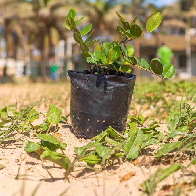 Salvador alcança nota máxima em ranking de transparência climática e gestão ambiental