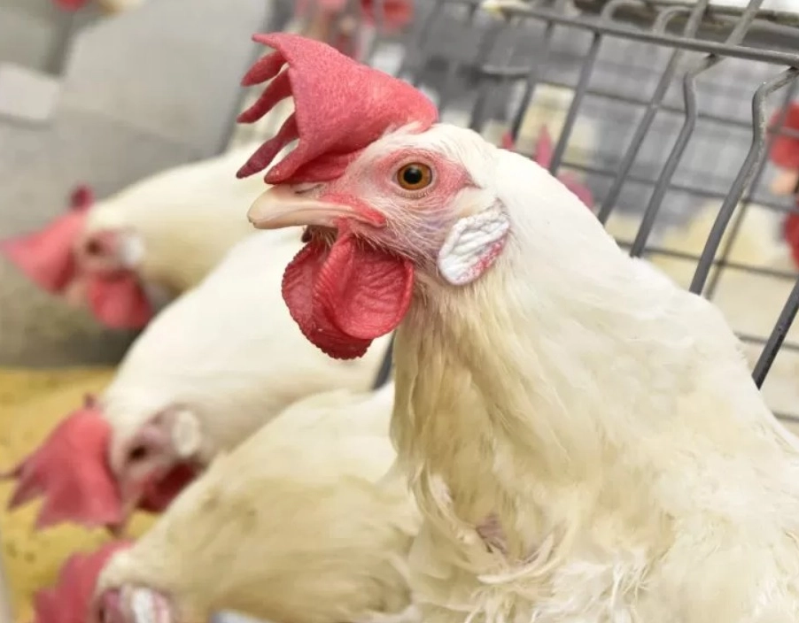 Ministério da Agricultura descarta suspeitas de gripe aviária em três estados