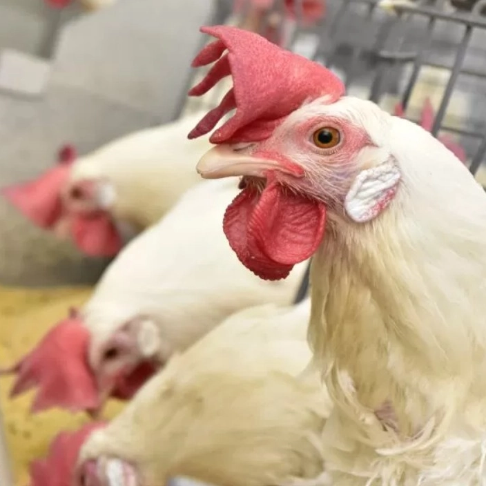 Ministério da Agricultura descarta suspeitas de gripe aviária em três estados