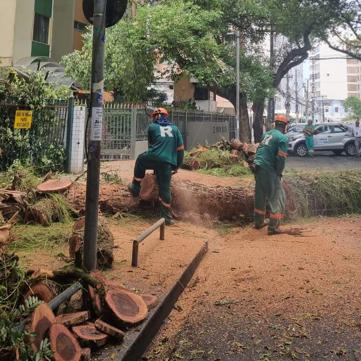 Árvore cai e bloqueia pista no Canela em Salvador