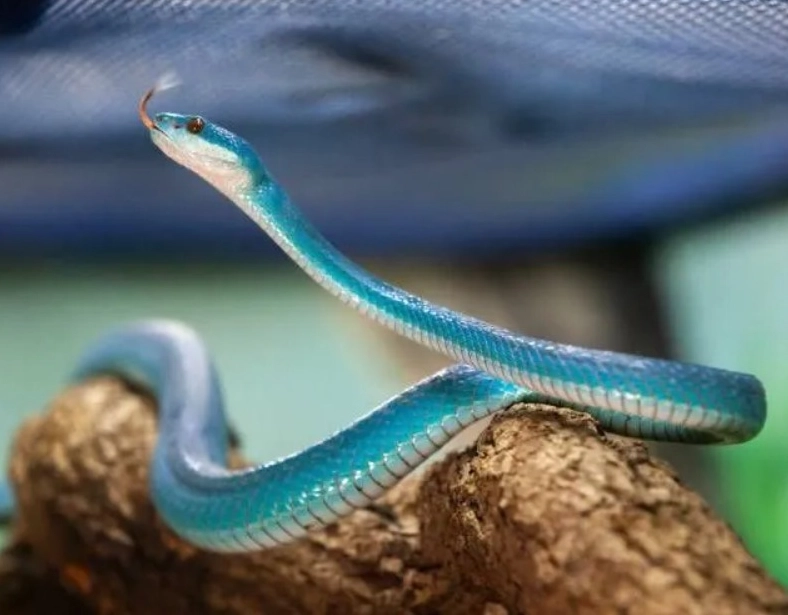 Víbora azul resgatada na Bahia é batizada em homenagem a Rita Lee