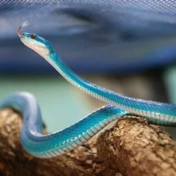 Víbora azul resgatada na Bahia é batizada em homenagem a Rita Lee