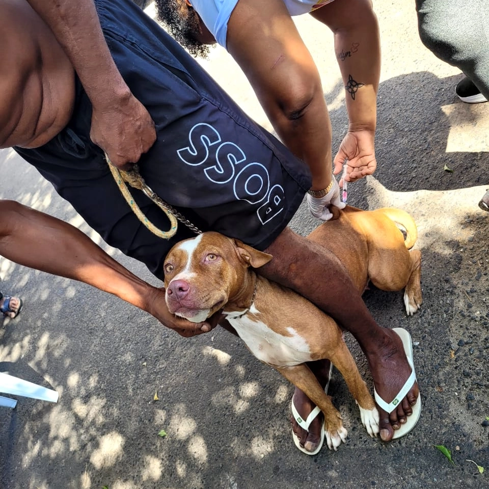 Vacinação antirrábica segue neste final de semana em Salvador