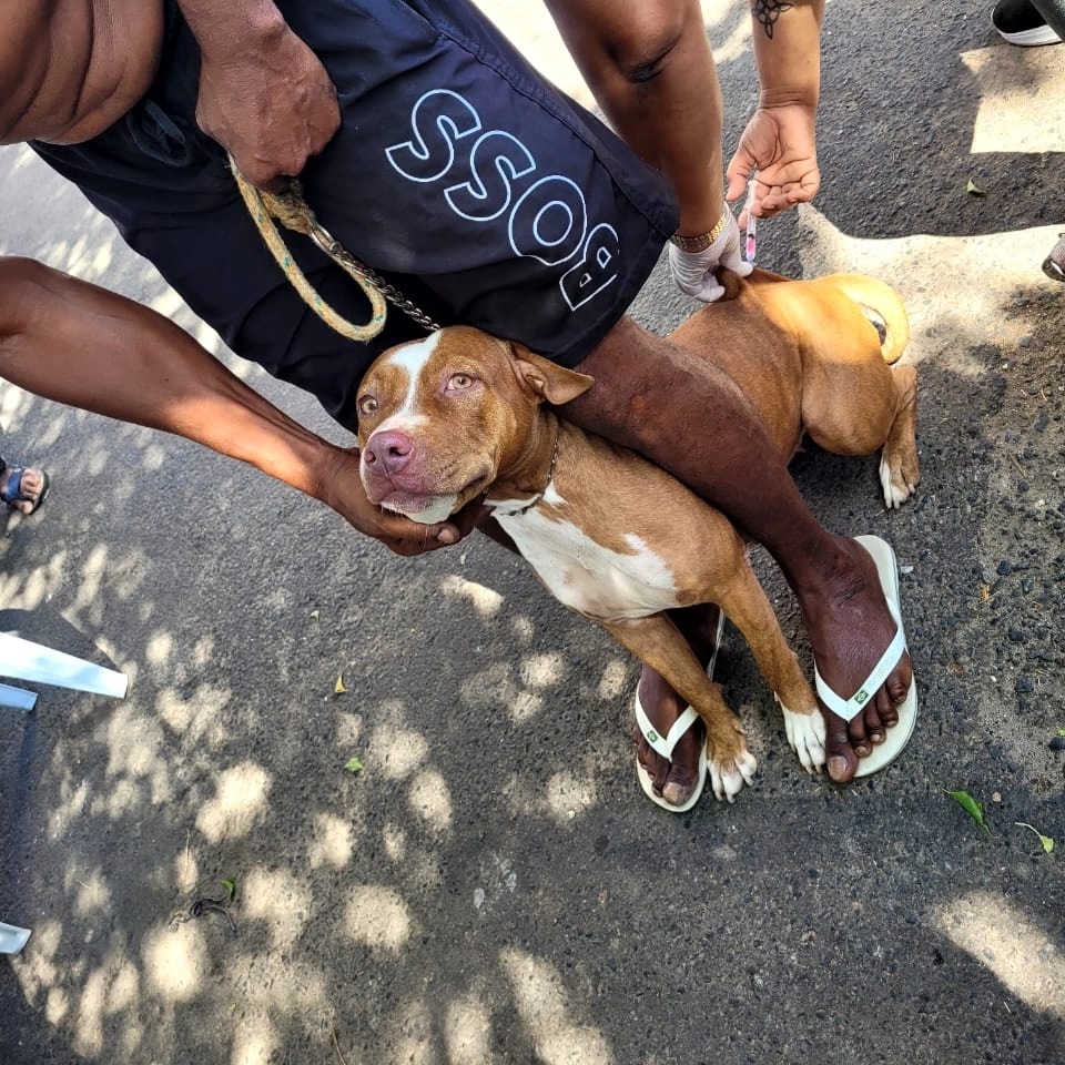 Salvador lança Campanha de vacinação contra raiva animal