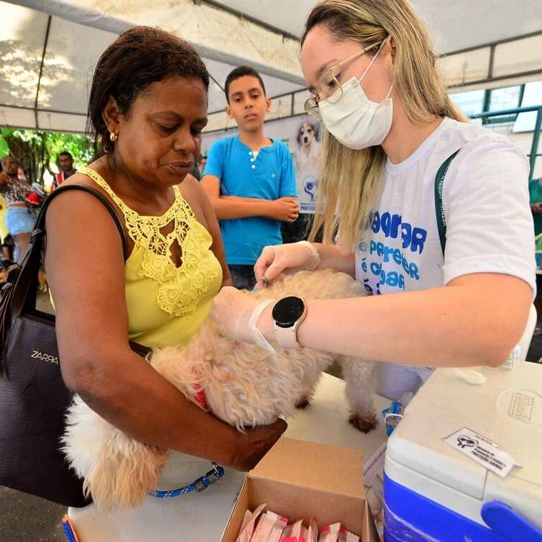 Pau da Lima terá aplicação de vacina V10 para cães