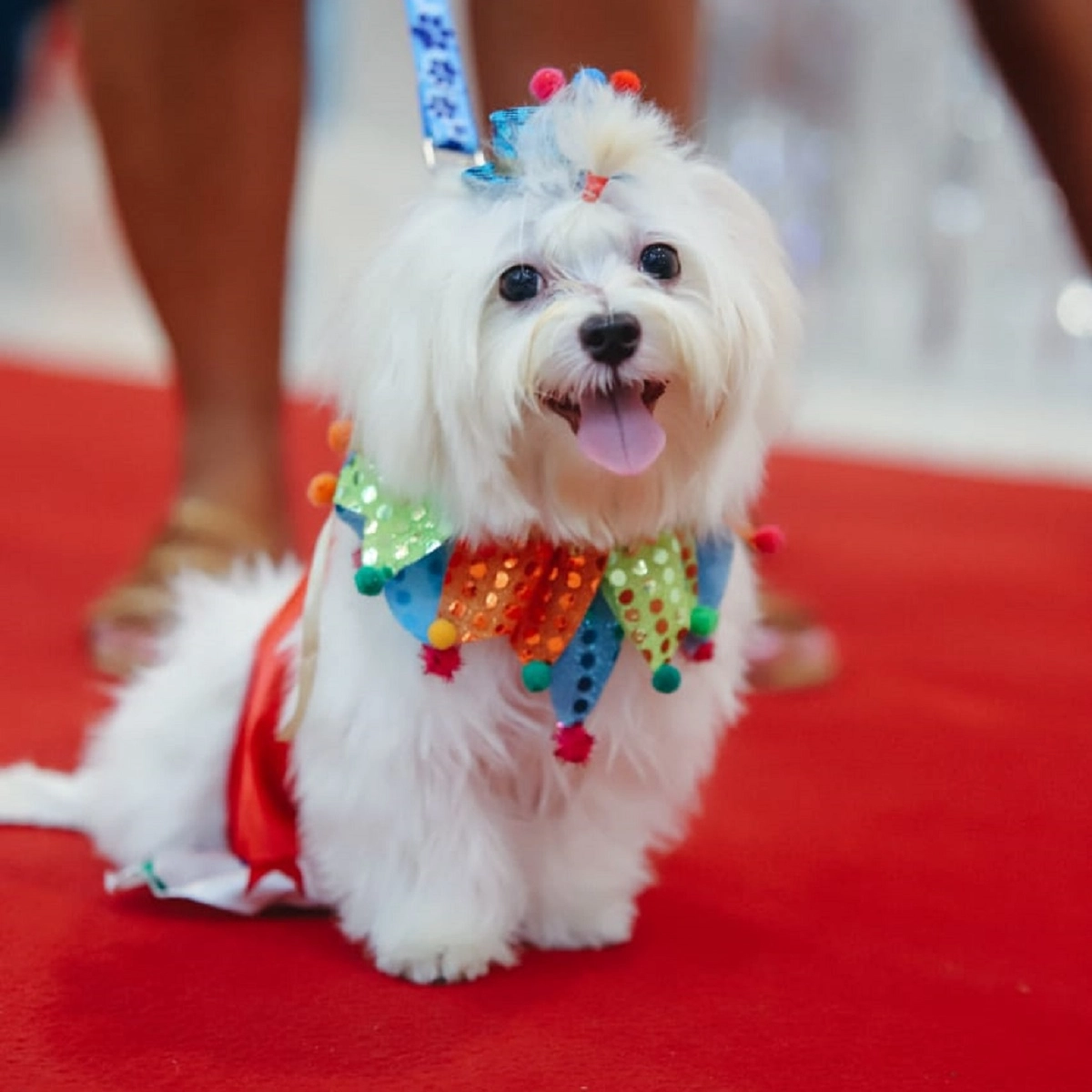 Shopping de Salvador promove bloco de Carnaval para cães