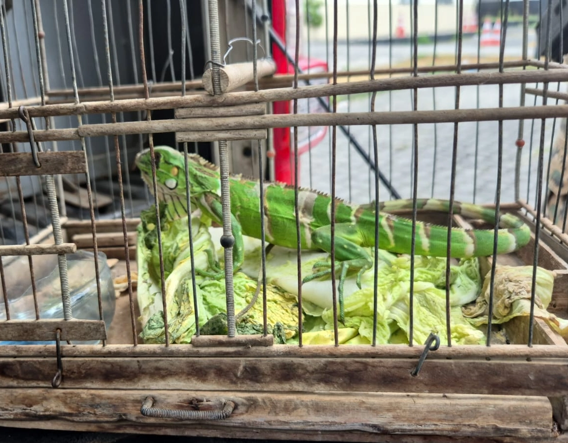 Polícia resgata 97 aves silvestres e iguana em ação ambiental em Feira de Santana