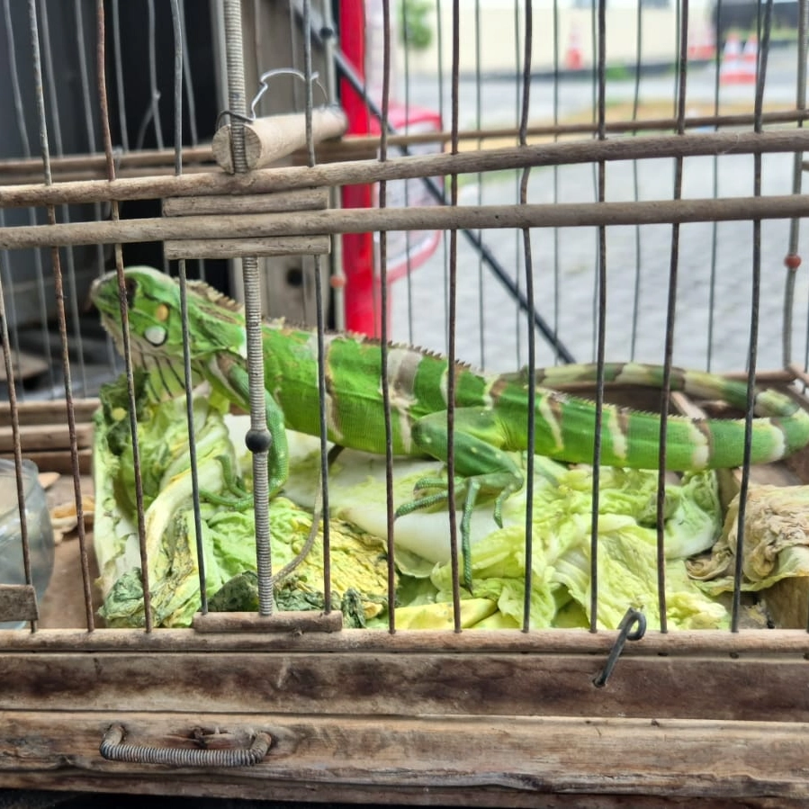 Polícia resgata 97 aves silvestres e iguana em ação ambiental em Feira de Santana