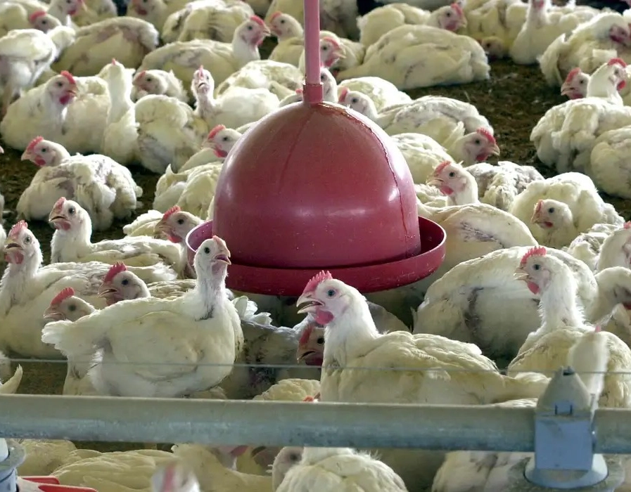 MAPA suspende exportações de carne de frango do RS após caso de gripe aviária
