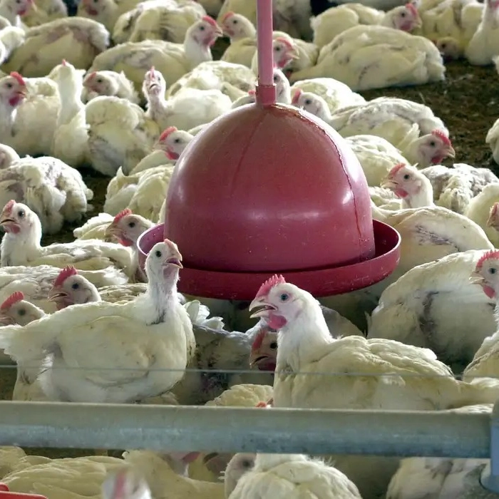 MAPA suspende exportações de carne de frango do RS após caso de gripe aviária