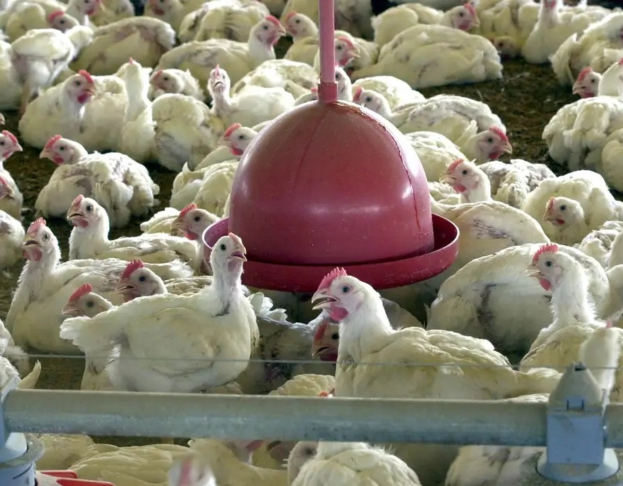 União Europeia e mais nove países a suspenderem importação de frango do Brasil após surto de gripe aviária