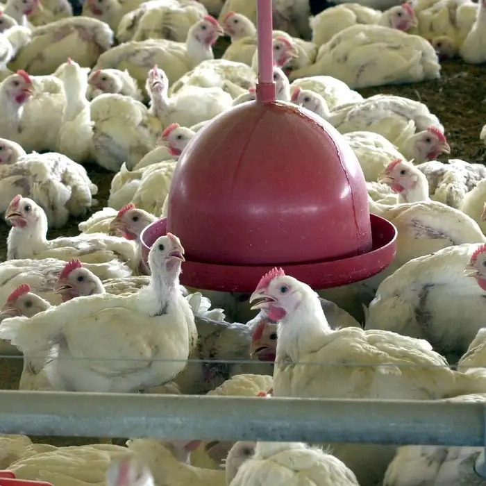 União Europeia e mais nove países a suspenderem importação de frango do Brasil após surto de gripe aviária