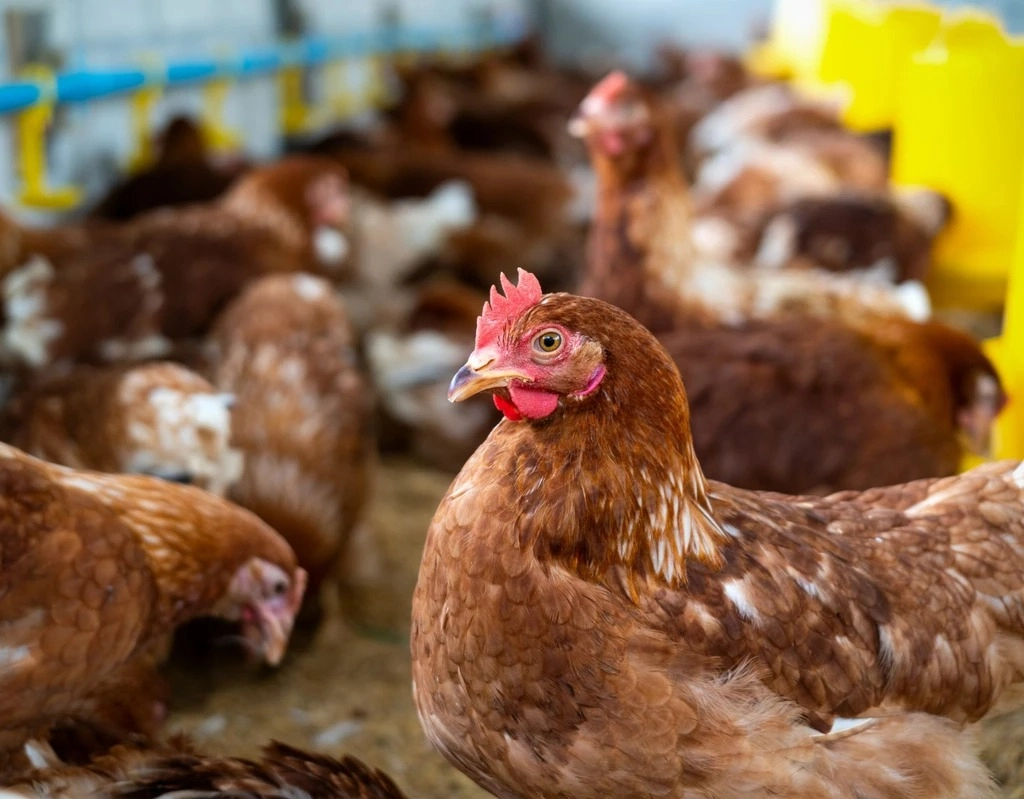 Caso de gripe aviária em Minas Gerais não afeta produção de aves, diz governo